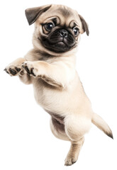 Obraz premium PNG Pug puppy jumping pug background white.