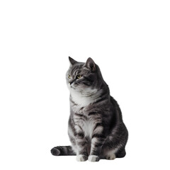 Fototapeta premium Gray tabby cat sitting upright looking to the side with a serious expression on transparent background