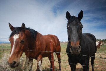 Naklejka premium two horses in the field