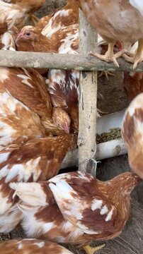Lohmann Brown Chickens Feeding in a Coop: agriculture industry, poultry farming, livestock, animal behavior