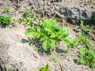 畑から芽生えたじゃがいもの芽と葉　農業