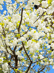 White Sakura Tree in Full Bloom with Delicate Petals, Symbolizing Renewal and Hope, Under a Bright Blue Sky in Spring – A Sign of Japanese Heritage and Natural Beauty