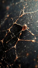 A close-up image of a spider web against a dark background with sparkling details.