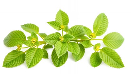 Fototapeta premium Close Up Green Euphorbia Hyssopifolia Branch Isolated On White Screen Background For Botanical Decoration And Herbal Medicine Concept