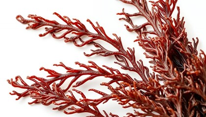 Naklejka premium Dark Red Seaweed Intricate Branching Isolated on White Screen Background for Marine Biology Study Healthy Eating Promotion