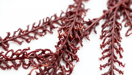 Naklejka premium Detailed Macro Shot of Reddish-Brown Seaweed Intricately Isolated on White Screen Background Perfect For Creative Ads Promotion with High Clarity and Sharp Focus