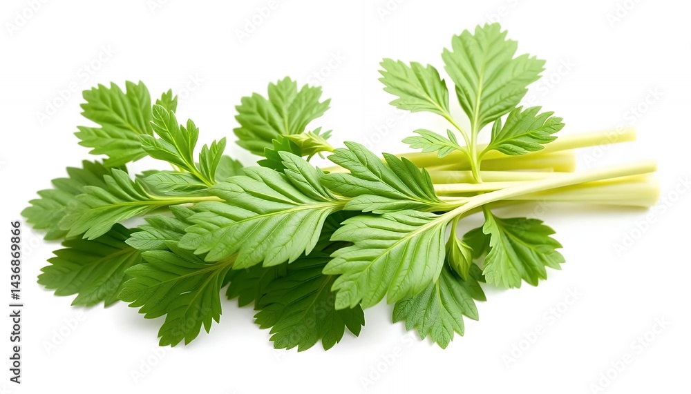 Poster fresh green celery tops sprigs isolated on white screen background with clean backdrop perfect for a