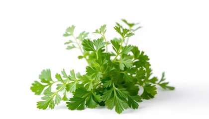 Obraz premium Fresh Green Parsley Herb Sprig Isolated On White Screen Background For Culinary Use And Garnishing In Food Decoration Ads Promotion