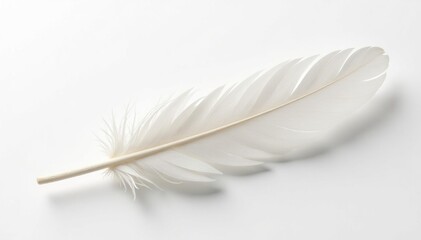 Crisp white feathers against stark white background, abstract, macro