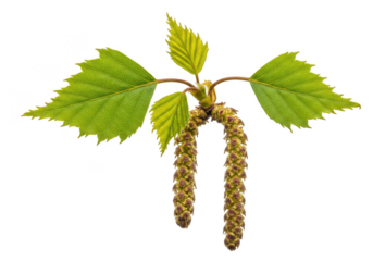Birch tree branch close up with leaves and catkins isolated on transparent background