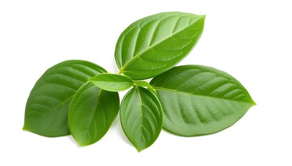 Fototapeta premium Lush Green Leaves Cluster Isolated on White Screen Background Clean Studio Shot of Botanical Flora for Ads and Promotional Use