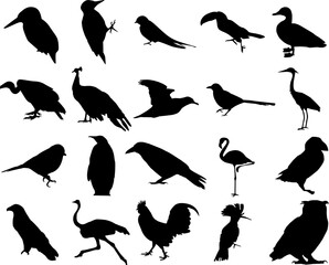 Set of bird drawings. Vector illustration isolated on white background.