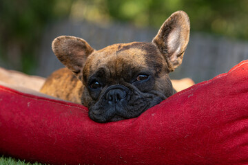 sick and sad French bulldog in his bed