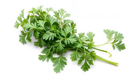 Obraz premium Vibrant Bunch of Green Coriander Herb Isolated on White Screen Background Studio Shot for Culinary and Healthy Lifestyle Content and Promotion with Clean Backdrop