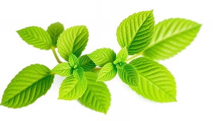 Fototapeta premium Vibrant Green Mint Sprigs Isolated on White Screen Background Fresh Herb Culinary Ingredient Studio Shot Natural Aromatics