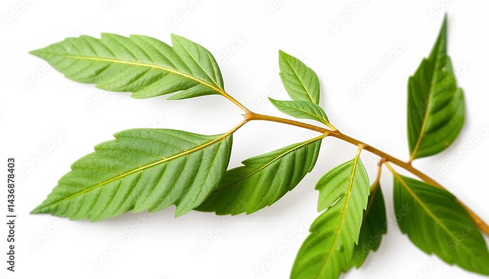 Poster vibrant green twig with leaves isolated on white screen background perfect for decoration ads promot