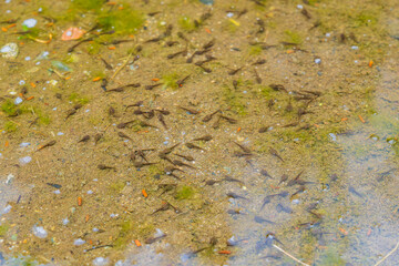 群がるオタマジャクシ
