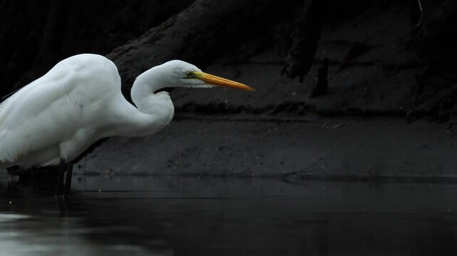A Great Egret (Ardea alba) is positioned in a fishing stance within a dark mangrove, carefully scanning the waters. After a brief moment, it leaves the area, continuing its search for food in its coas