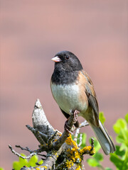 A Dark-eyed Junco (Junco hyemalis) perches neatly on a lichen-covered branch, its plumage crisply detailed against a softly blurred pinkish-brown background