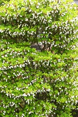 Japanese enkianthus flowers. Ericaceae deciduous shrub. Bell-shaped white flowers bloom in early summer, and the tender green leaves and autumn foliage are also beautiful.
