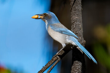 A California Scrub-Jay (Aphelocoma californica) perches on a dark, weathered branch against a clear blue sky, gripping a small acorn tightly in its beak. 