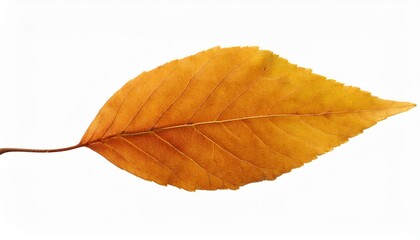 Dried autumn leaf on white