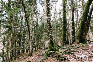 Serene Forest Landscape with Mossy Trees and Ground Cover