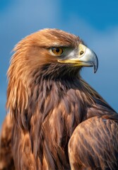 Obraz premium an eagle, a close-up shot with detailed focus on the eyes and beak, against a blurred background of blue sky