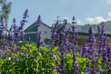 Mealy Cup Sage flowers | Salvia farinacea