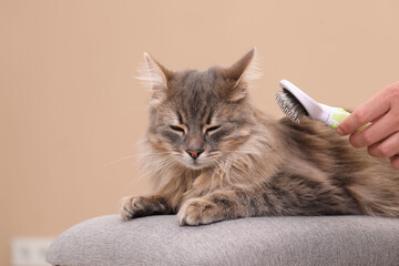 Woman brushing her cat on bench against beige background, closeup