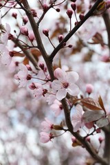 Beautiful blossoming cherry plum tree with pink flowers outdoors, closeup