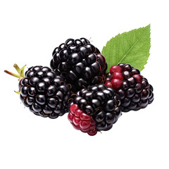 Juicy Blackberries on White Background on transparent background