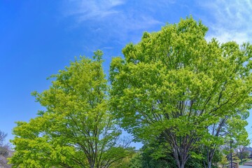 Fototapeta premium 青空バックに見る新緑の若葉の情景