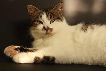 Cute fluffy cat posing on dark background
