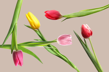 Beautiful tulips in air on dark beige background