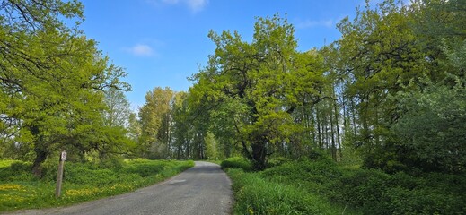 Obraz premium A peaceful country road lined with lush green trees under a bright blue sky.