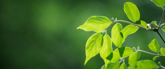Close-up Of Fresh Spring Leaves In Forest