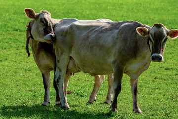 Cow grazing in a nature. Cow in the meadow. Livestock grazing in the green field. Farm life with cattle and calves. Cow in a rural landscape. Ranch with grazing bovine. Dairy cow on field.