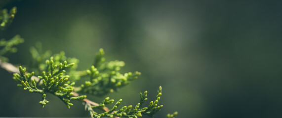 Obraz premium Close-up Of Fresh Spring Juniper Growth In Forest