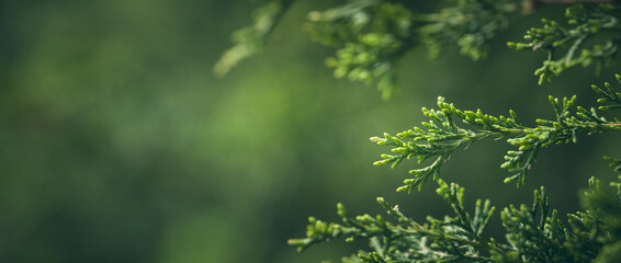 Close-up Of Fresh Spring Juniper Growth In Forest