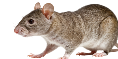 Curious gray rat isolated on transparent background,pet, mouse, animal, fur, grey, mammal, tail, rodent, domestic, isolated, rat, cute, eye, 2
