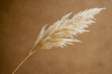 A decorative bundle of pampas grass attached to the end of a long wooden stick, perfect for home decoration or event styling.