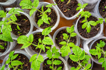Small seedling pots with young sprouts on a windowsill. Concept of home gardening and vegetable planting preparation.