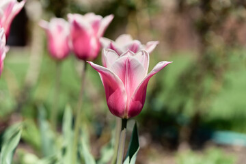 Flowers from Old Westbury Long island New York