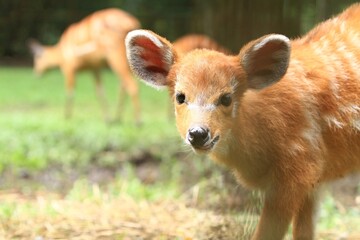 portrait of a cute sitatunga looking at the camera