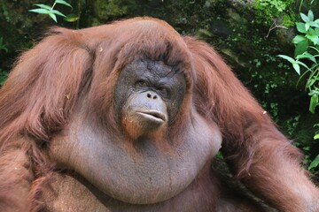 an orangutan sitting with a bored face