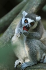 a lemur sits eating while looking ahead