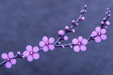 Delicate purple blossoms on a branch