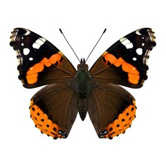 Admiral Butterfly On White Background