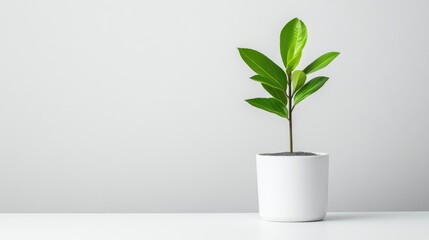 A small green plant growing in a white pot on a minimalist white surface, clean and simple indoor setting, and natural growth concept.